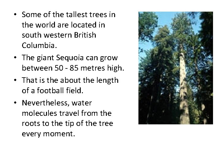  • Some of the tallest trees in the world are located in south