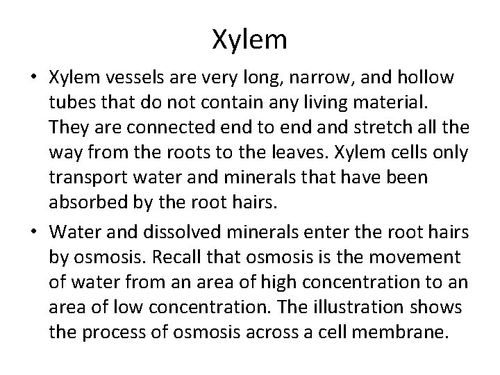 Xylem • Xylem vessels are very long, narrow, and hollow tubes that do not