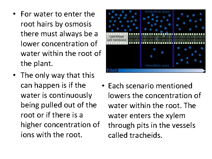  • For water to enter the root hairs by osmosis there must always