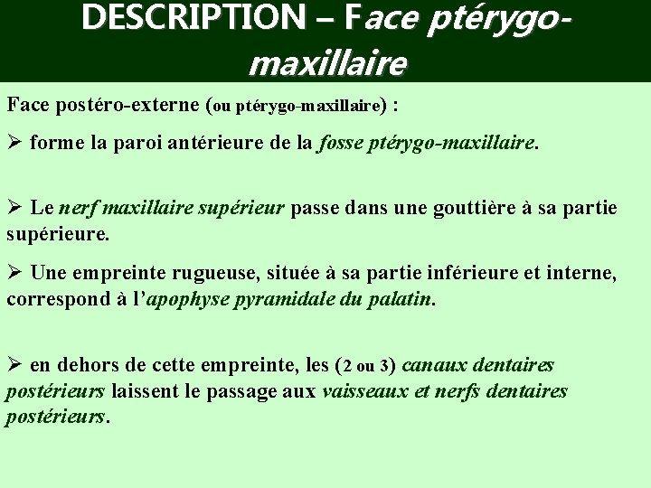 DESCRIPTION – Face ptérygo- maxillaire Face postéro-externe (ou ptérygo-maxillaire) : Ø forme la paroi
