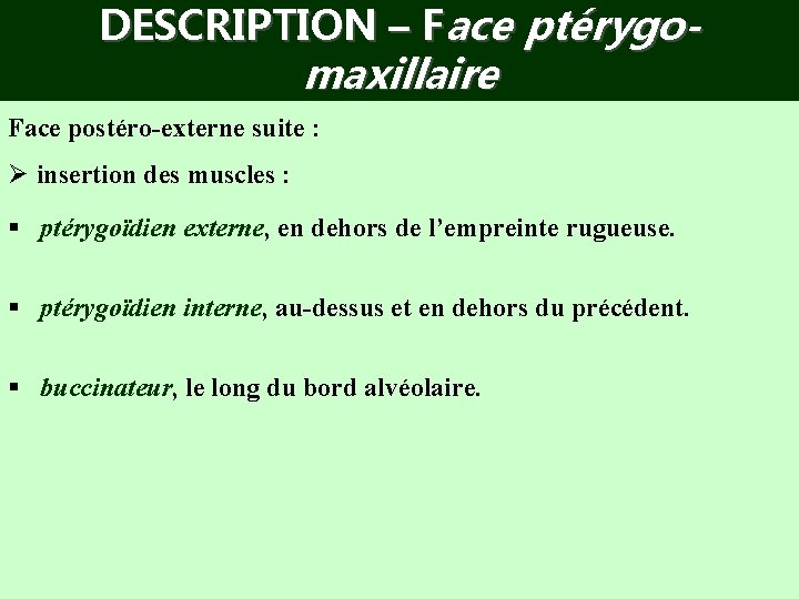 DESCRIPTION – Face ptérygo- maxillaire Face postéro-externe suite : Ø insertion des muscles :