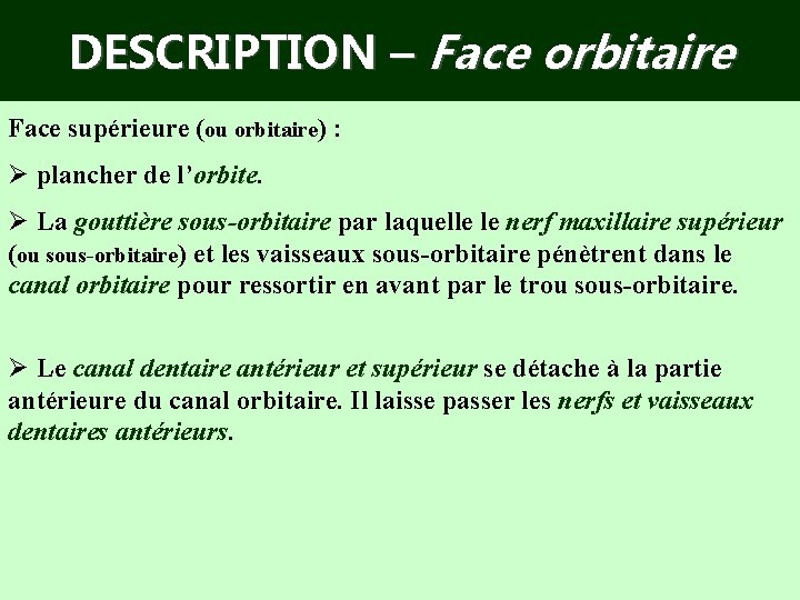 DESCRIPTION – Face orbitaire Face supérieure (ou orbitaire) : Ø plancher de l’orbite. Ø