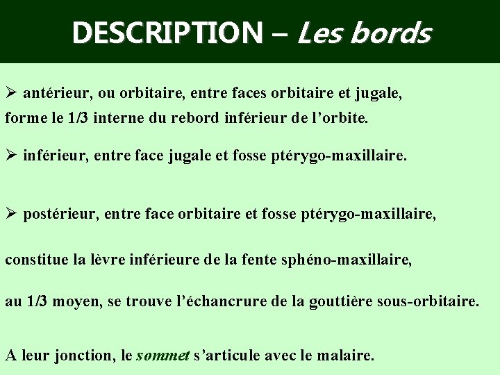 DESCRIPTION – Les bords Ø antérieur, ou orbitaire, entre faces orbitaire et jugale, forme