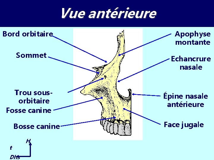 Vue antérieure Bord orbitaire Sommet Trou sousorbitaire Fosse canine Bosse canine t Dhs H