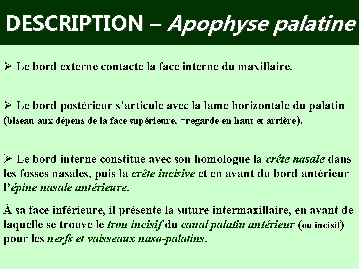 DESCRIPTION – Apophyse palatine Ø Le bord externe contacte la face interne du maxillaire.