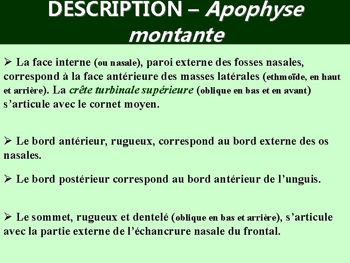 DESCRIPTION – Apophyse montante Ø La face interne (ou nasale), paroi externe des fosses