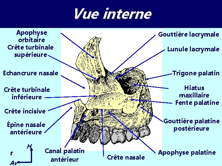 Vue interne Apophyse orbitaire Crête turbinale supérieure Gouttière lacrymale Lunule lacrymale Echancrure nasale Trigone