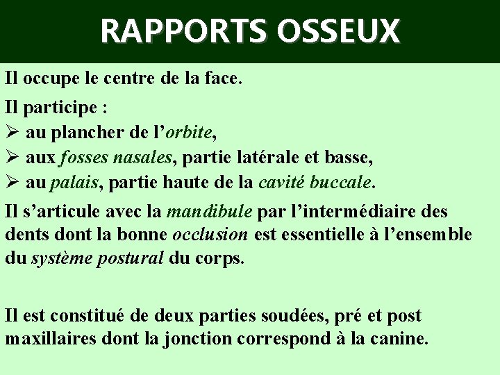 RAPPORTS OSSEUX Il occupe le centre de la face. Il participe : Ø au