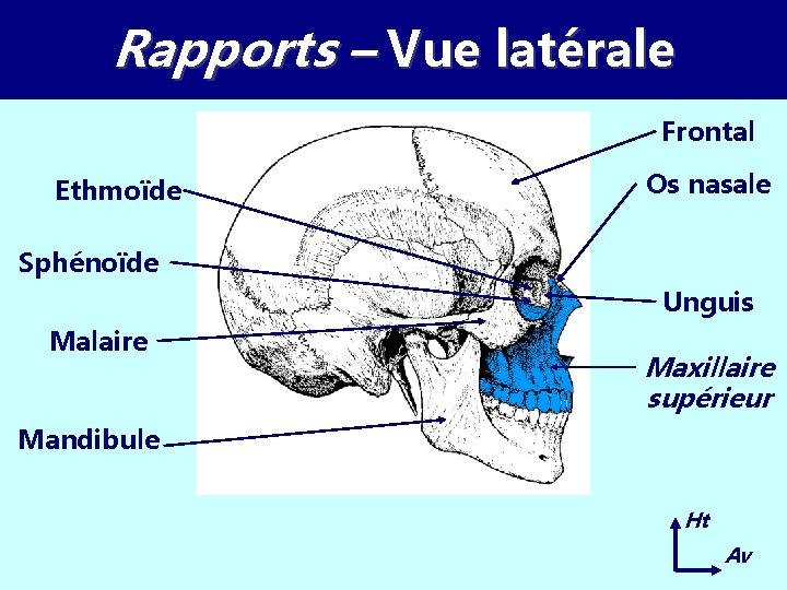 Rapports – Vue latérale Frontal Ethmoïde Os nasale Sphénoïde Unguis Malaire Maxillaire supérieur Mandibule