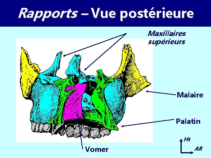 Rapports – Vue postérieure Maxillaires supérieurs Malaire Palatin Ht Vomer AR 