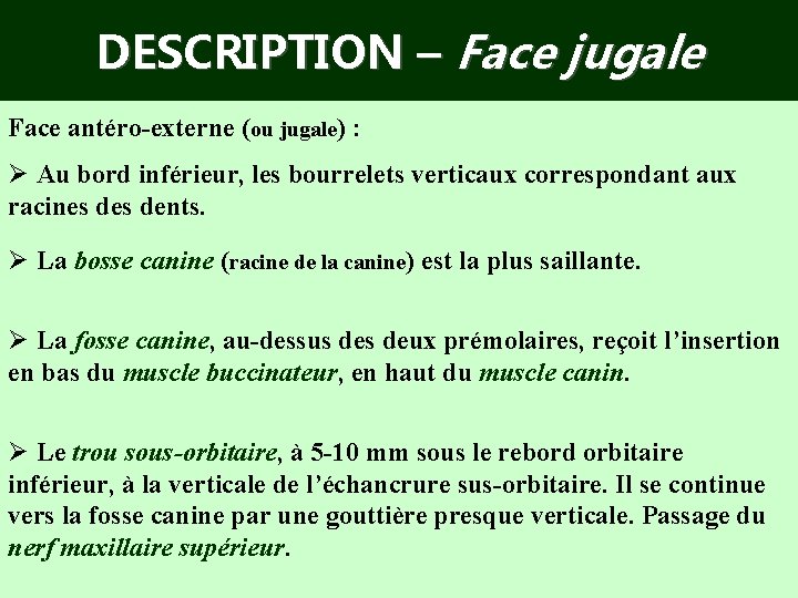 DESCRIPTION – Face jugale Face antéro-externe (ou jugale) : Ø Au bord inférieur, les