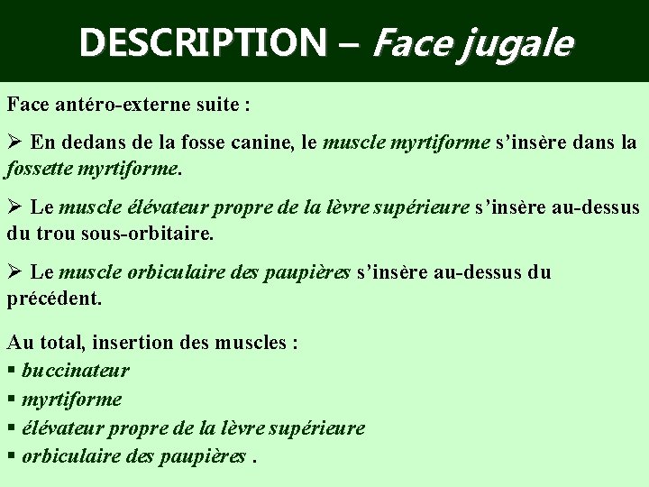 DESCRIPTION – Face jugale Face antéro-externe suite : Ø En dedans de la fosse