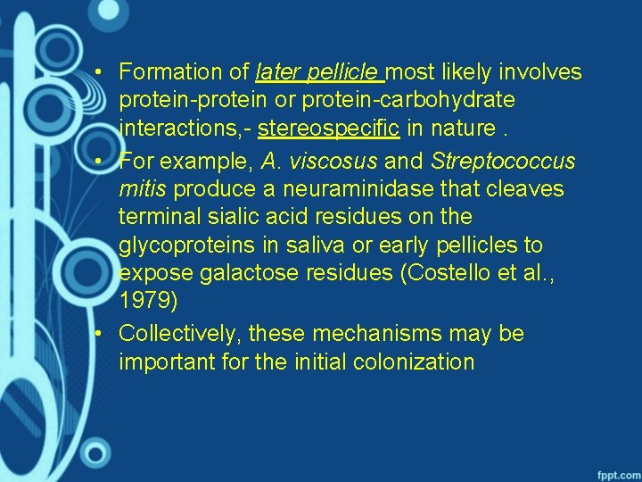  • Formation of later pellicle most likely involves protein-protein or protein-carbohydrate interactions, -