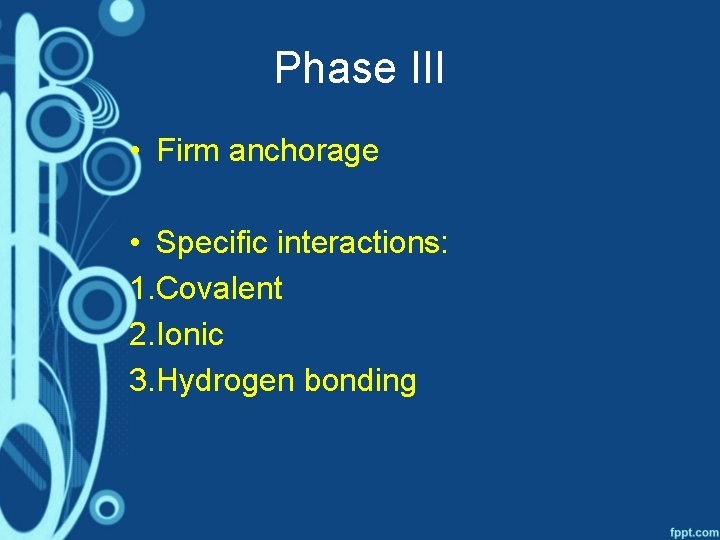 Phase III • Firm anchorage • Specific interactions: 1. Covalent 2. Ionic 3. Hydrogen