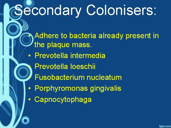 Secondary Colonisers: • Adhere to bacteria already present in the plaque mass. • Prevotella