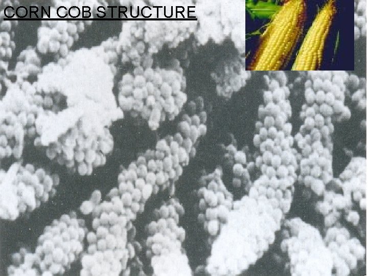 CORN COB STRUCTURE CORN-COB STRUCTURE 