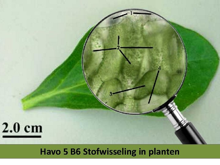 Havo 5 B 6 Stofwisseling in planten 