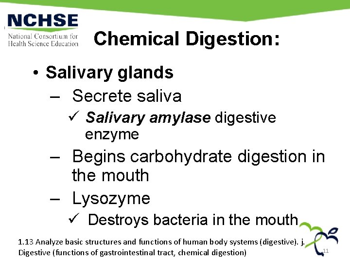 Chemical Digestion: • Salivary glands – Secrete saliva ü Salivary amylase digestive enzyme –