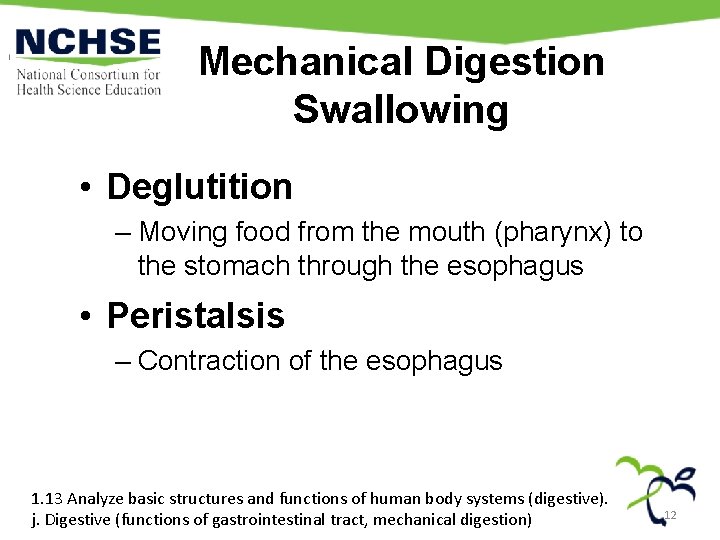 Mechanical Digestion Swallowing • Deglutition – Moving food from the mouth (pharynx) to the