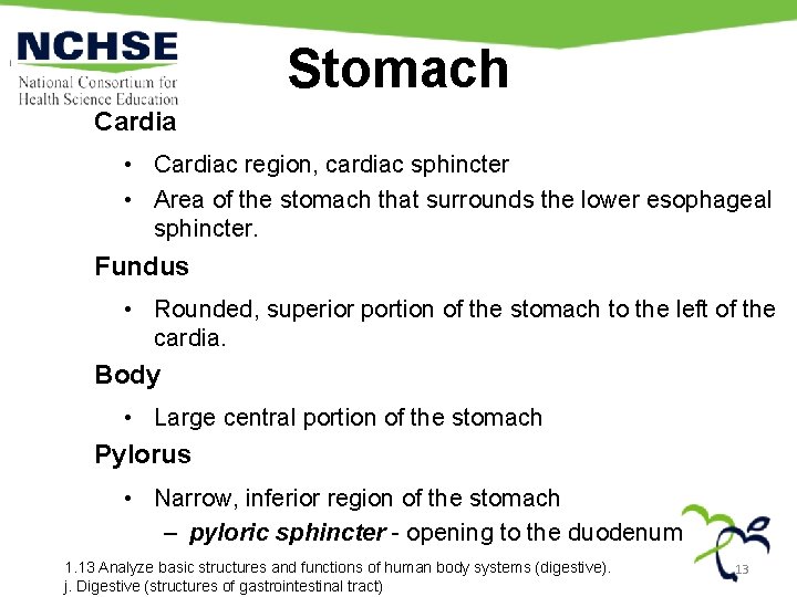 Stomach Cardia • Cardiac region, cardiac sphincter • Area of the stomach that surrounds