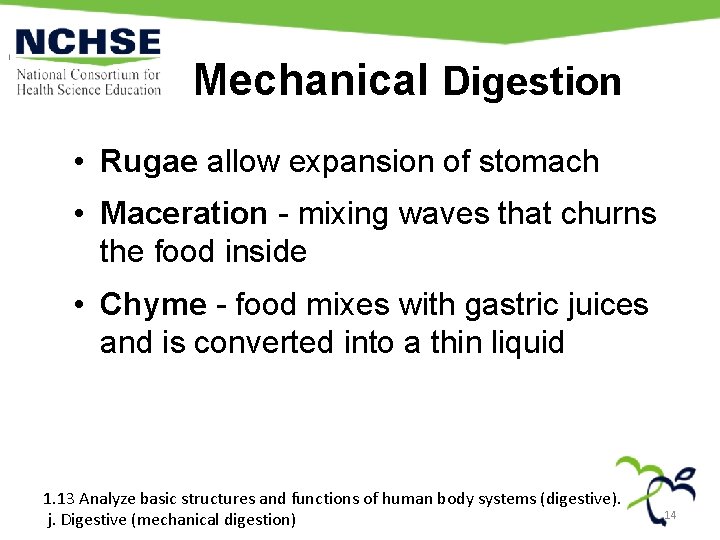 Mechanical Digestion • Rugae allow expansion of stomach • Maceration - mixing waves that