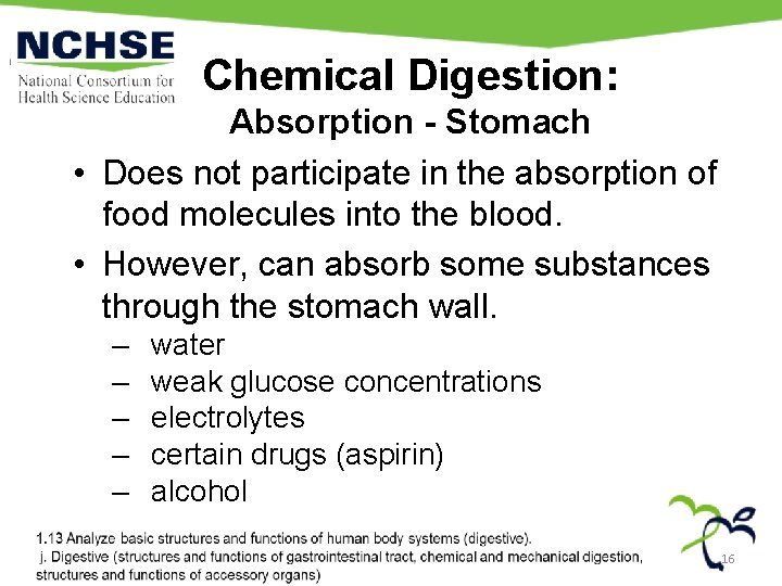 Chemical Digestion: Absorption - Stomach • Does not participate in the absorption of food