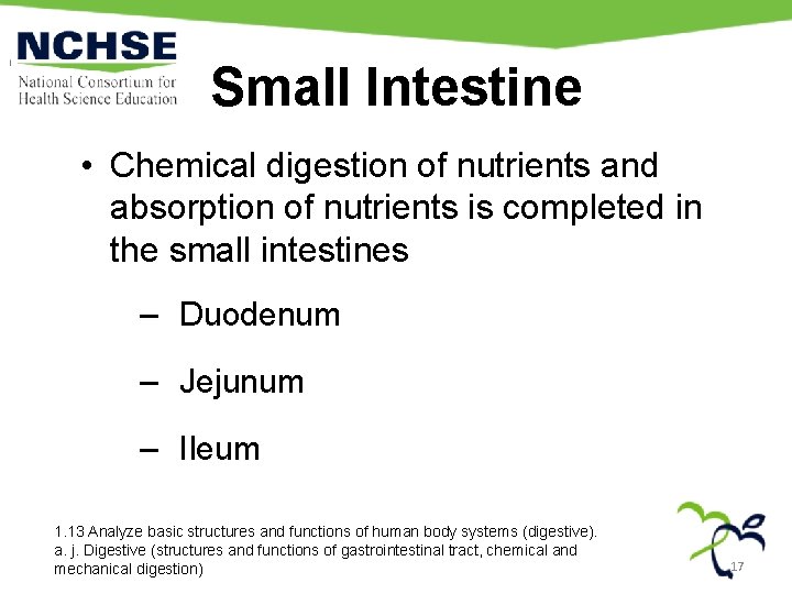 Small Intestine • Chemical digestion of nutrients and absorption of nutrients is completed in