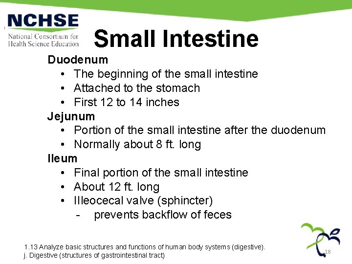 Small Intestine Duodenum • The beginning of the small intestine • Attached to the