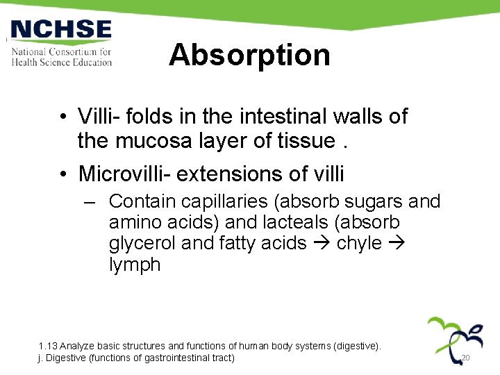 Absorption • Villi- folds in the intestinal walls of the mucosa layer of tissue.