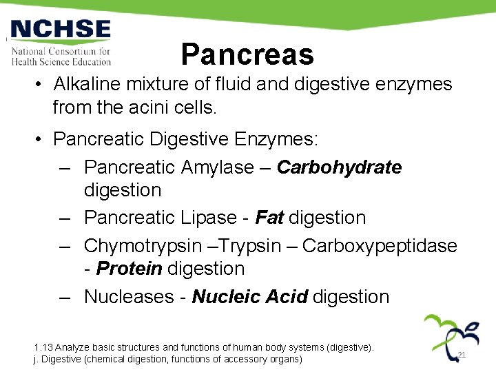 Pancreas • Alkaline mixture of fluid and digestive enzymes from the acini cells. •