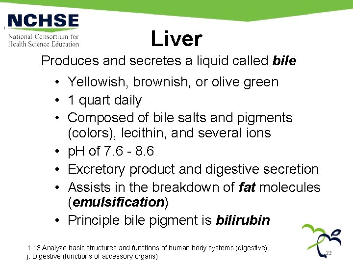 Liver Produces and secretes a liquid called bile • Yellowish, brownish, or olive green