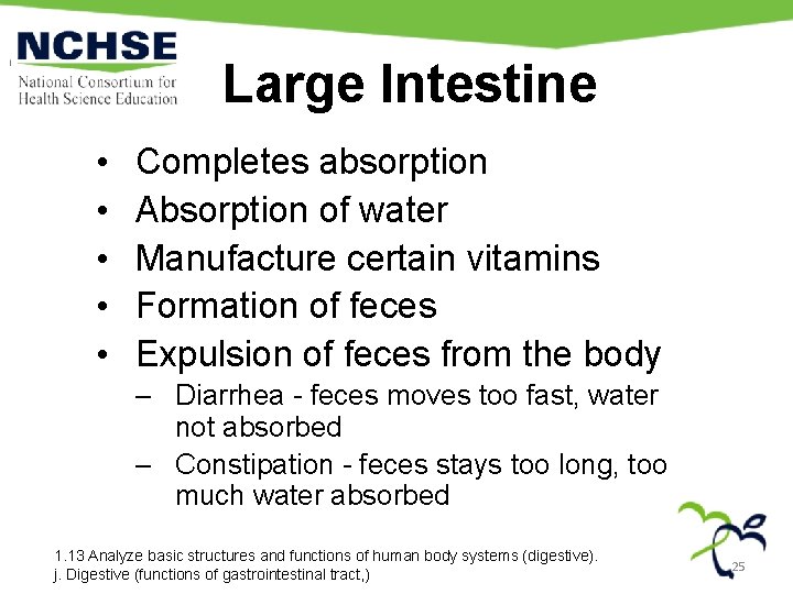 Large Intestine • • • Completes absorption Absorption of water Manufacture certain vitamins Formation