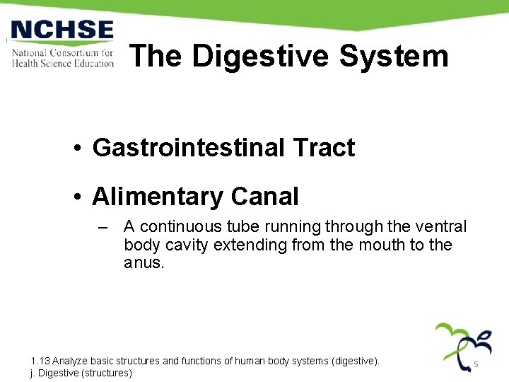 The Digestive System • Gastrointestinal Tract • Alimentary Canal – A continuous tube running