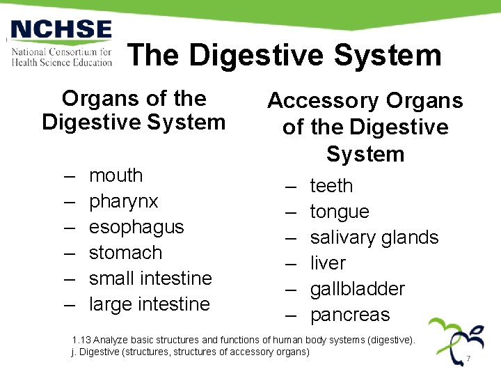 The Digestive System Organs of the Digestive System – – – mouth pharynx esophagus