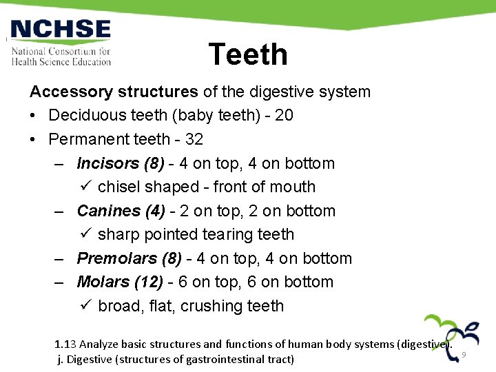 Teeth Accessory structures of the digestive system • Deciduous teeth (baby teeth) - 20