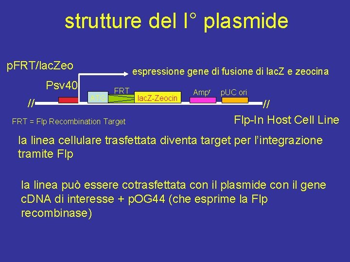strutture del I° plasmide p. FRT/lac. Zeo espressione gene di fusione di lac. Z