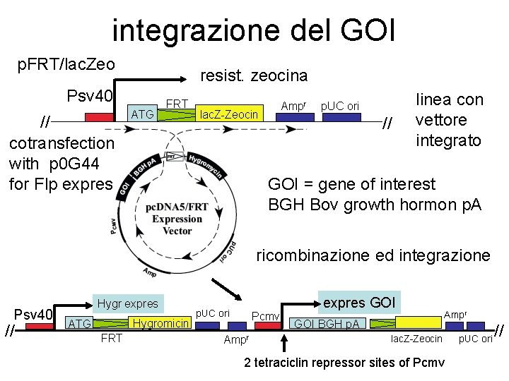 integrazione del GOI p. FRT/lac. Zeo resist. zeocina Psv 40 // cotransfection with p integrazione del GOI p. FRT/lac. Zeo resist. zeocina Psv 40 // cotransfection with p