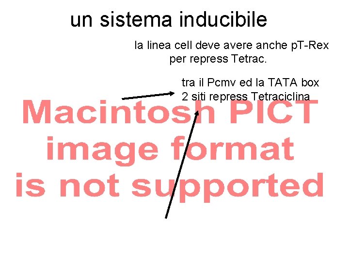 un sistema inducibile la linea cell deve avere anche p. T-Rex per repress Tetrac. un sistema inducibile la linea cell deve avere anche p. T-Rex per repress Tetrac.