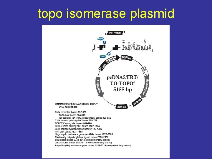 topo isomerase plasmid 