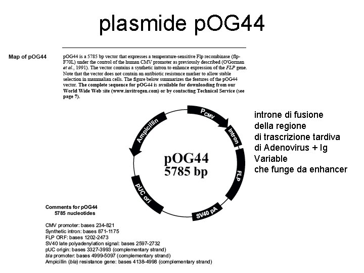 plasmide p. OG 44 introne di fusione della regione di trascrizione tardiva di Adenovirus