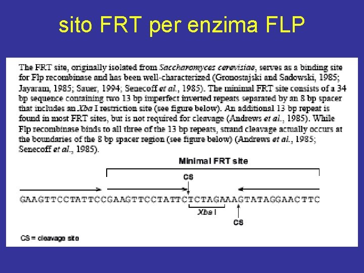 sito FRT per enzima FLP sito FRT per enzima FLP