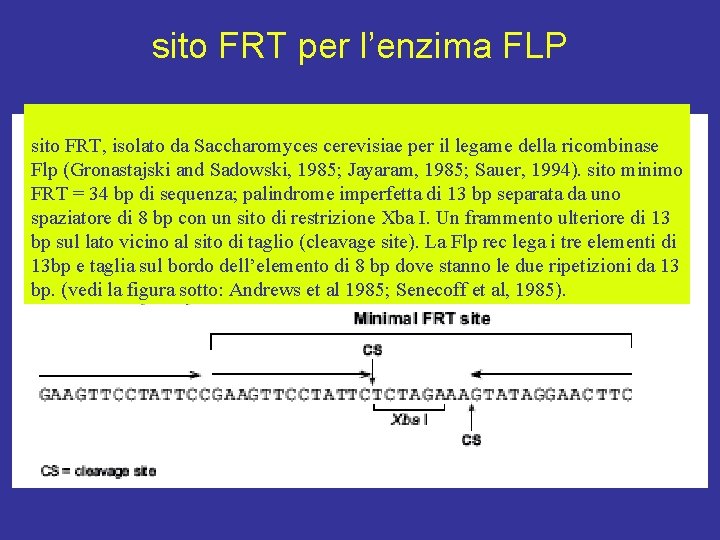 sito FRT per l’enzima FLP sito FRT, isolato da Saccharomyces cerevisiae per il legame sito FRT per l’enzima FLP sito FRT, isolato da Saccharomyces cerevisiae per il legame