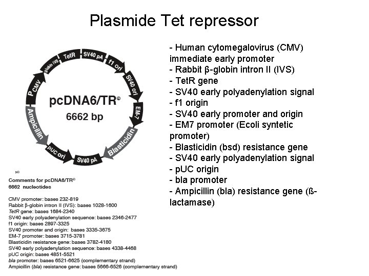 Plasmide Tet repressor - Human cytomegalovirus (CMV) immediate early promoter - Rabbit β-globin intron Plasmide Tet repressor - Human cytomegalovirus (CMV) immediate early promoter - Rabbit β-globin intron