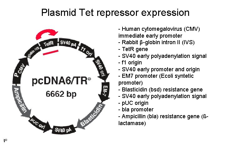 Plasmid Tet repressor expression - Human cytomegalovirus (CMV) immediate early promoter - Rabbit β-globin