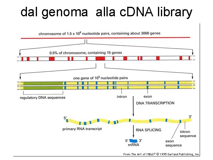 dal genoma alla c. DNA library 