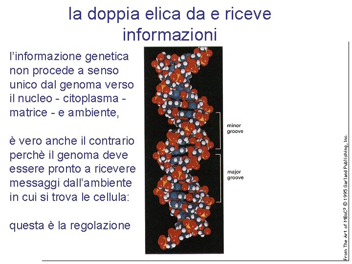 la doppia elica da e riceve informazioni l’informazione genetica non procede a senso unico la doppia elica da e riceve informazioni l’informazione genetica non procede a senso unico