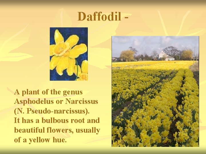 Daffodil - A plant of the genus Asphodelus or Narcissus (N. Pseudo-narcissus). It has