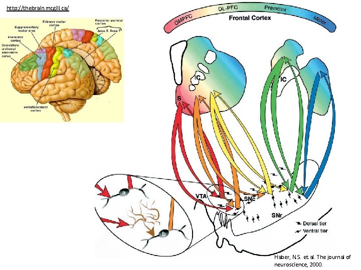 http: //thebrain. mcgill. ca/ Haber, N. S. et. al. The journal of neuroscience, 2000.