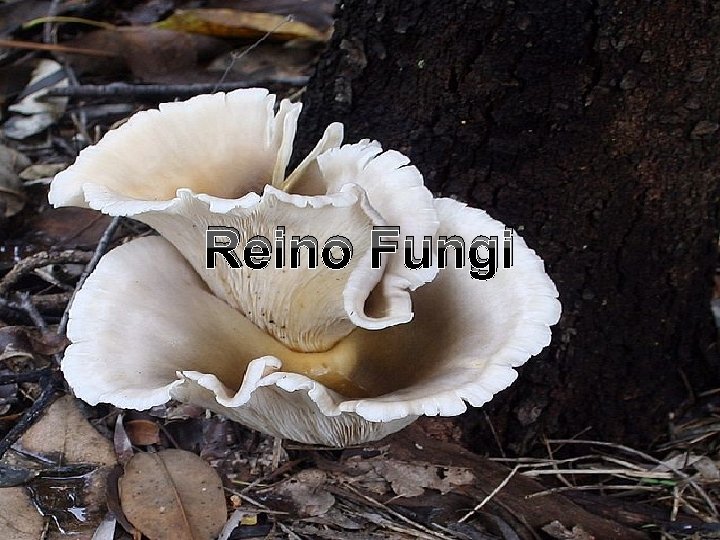 Reino Fungi 