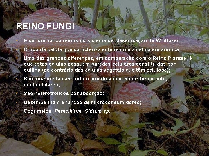 REINO FUNGI • É um dos cinco reinos do sistema de classificação de Whittaker;